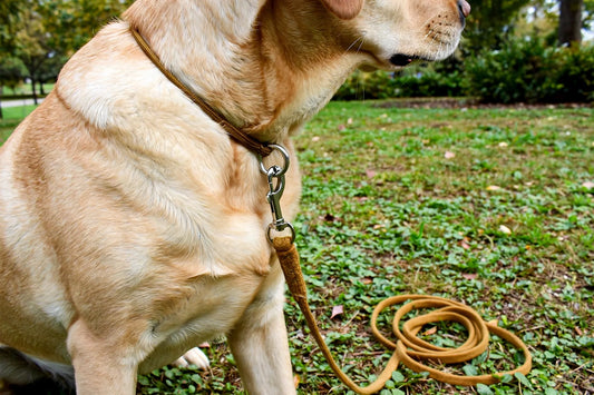 Labrador wearing khaki P-collar and leash outdoors