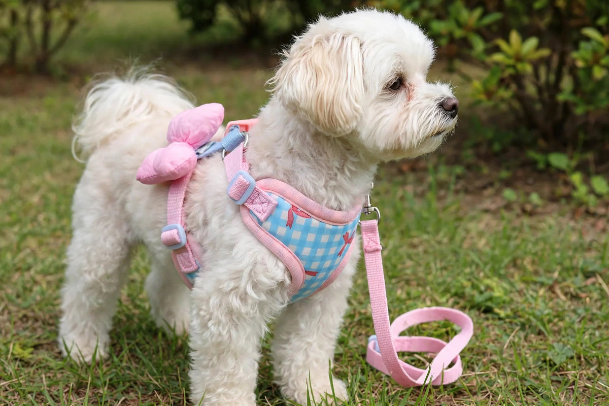 Small dog wearing blue plaid harness with pink bow outdoors