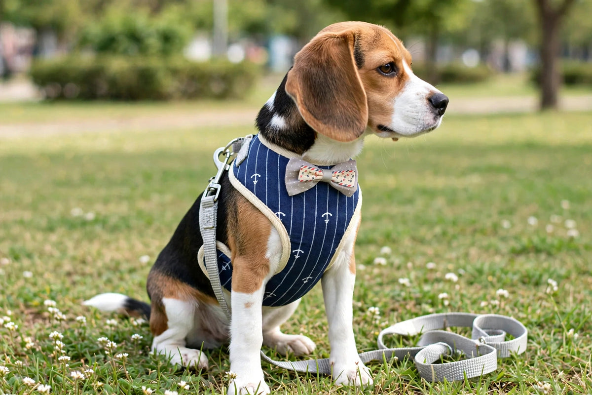 Beagle wearing navy anchor-print plaid vest harness with bow tie outdoors
