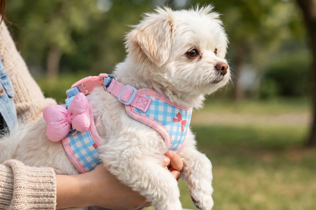 Owner holding small dog wearing plaid harness with bow