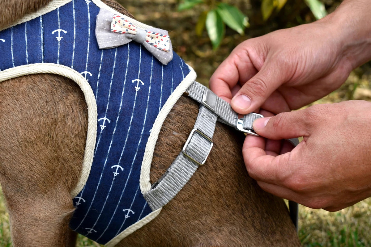 Owner adjusting straps of plaid vest harness on dog