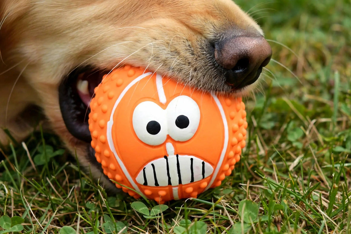 Dog holding orange latex smiley ball in mouth on grass