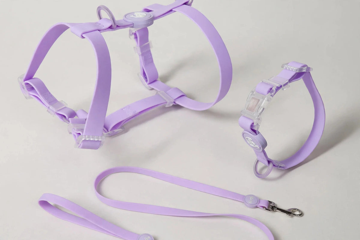 Close-up of purple waterproof PVC harness, buckles and collar